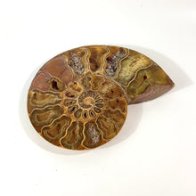 Load and play video in Gallery viewer, Large ammonite fossil polished half | hand polished 2.14kg
