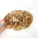 Crystal Packs NZ: Large bespoke petrified wood & crystals interior pack