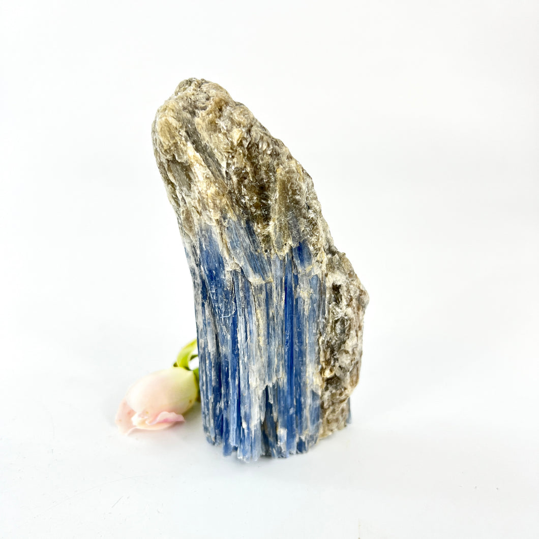 Crystals NZ: Kyanite crystal with cut base