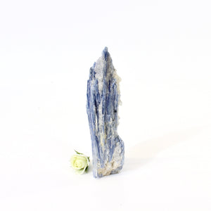 Kyanite crystal with cut base | ASH&STONE Crystals NZ