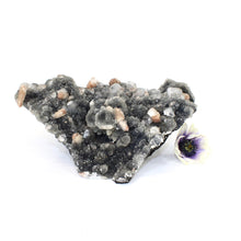 Load image into Gallery viewer, Large apophyllite on blue chalcedony crystal cluster | ASH&amp;STONE Crystals Shop Auckland NZ
