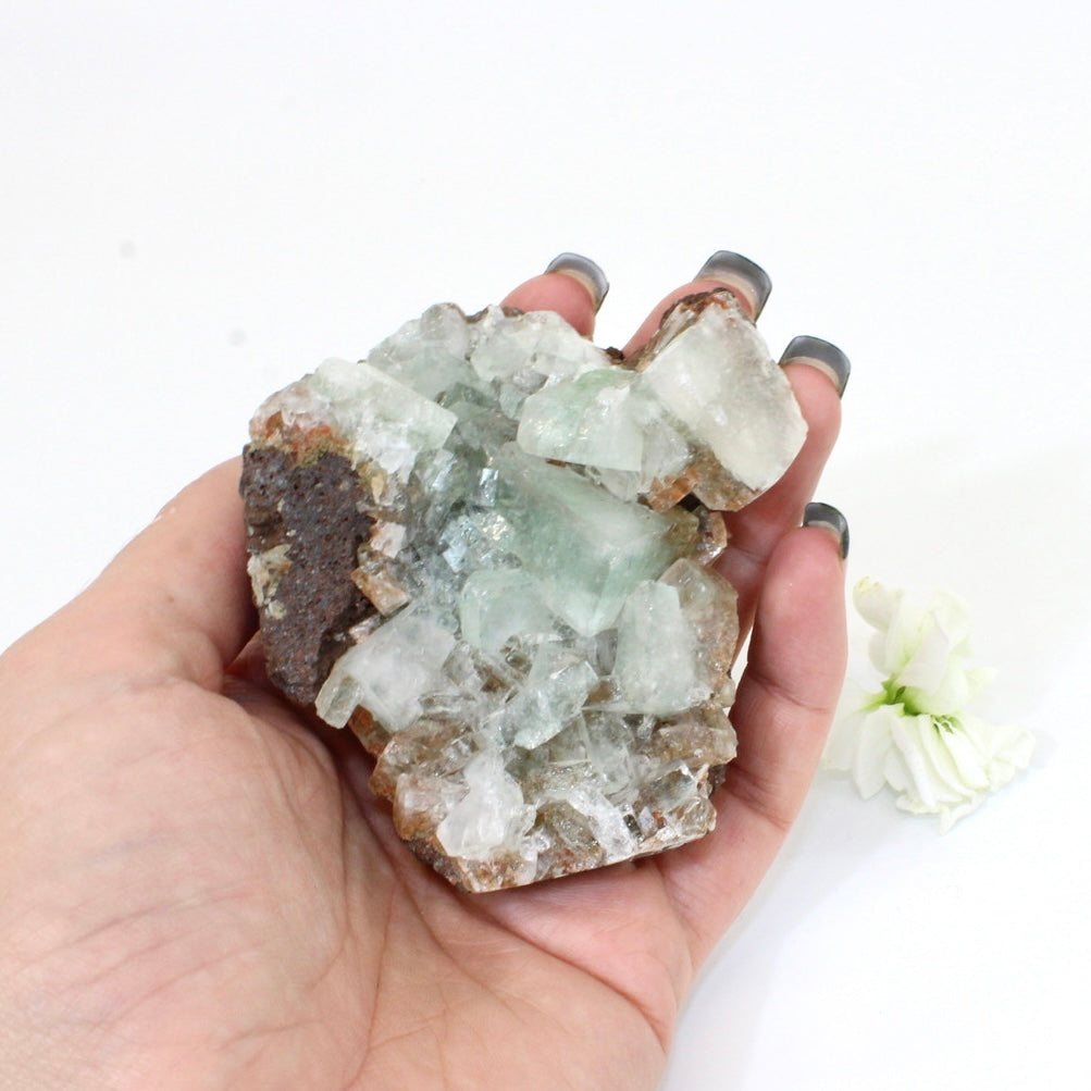Green apophyllite crystal cluster | ASH&STONE Crystals NZ