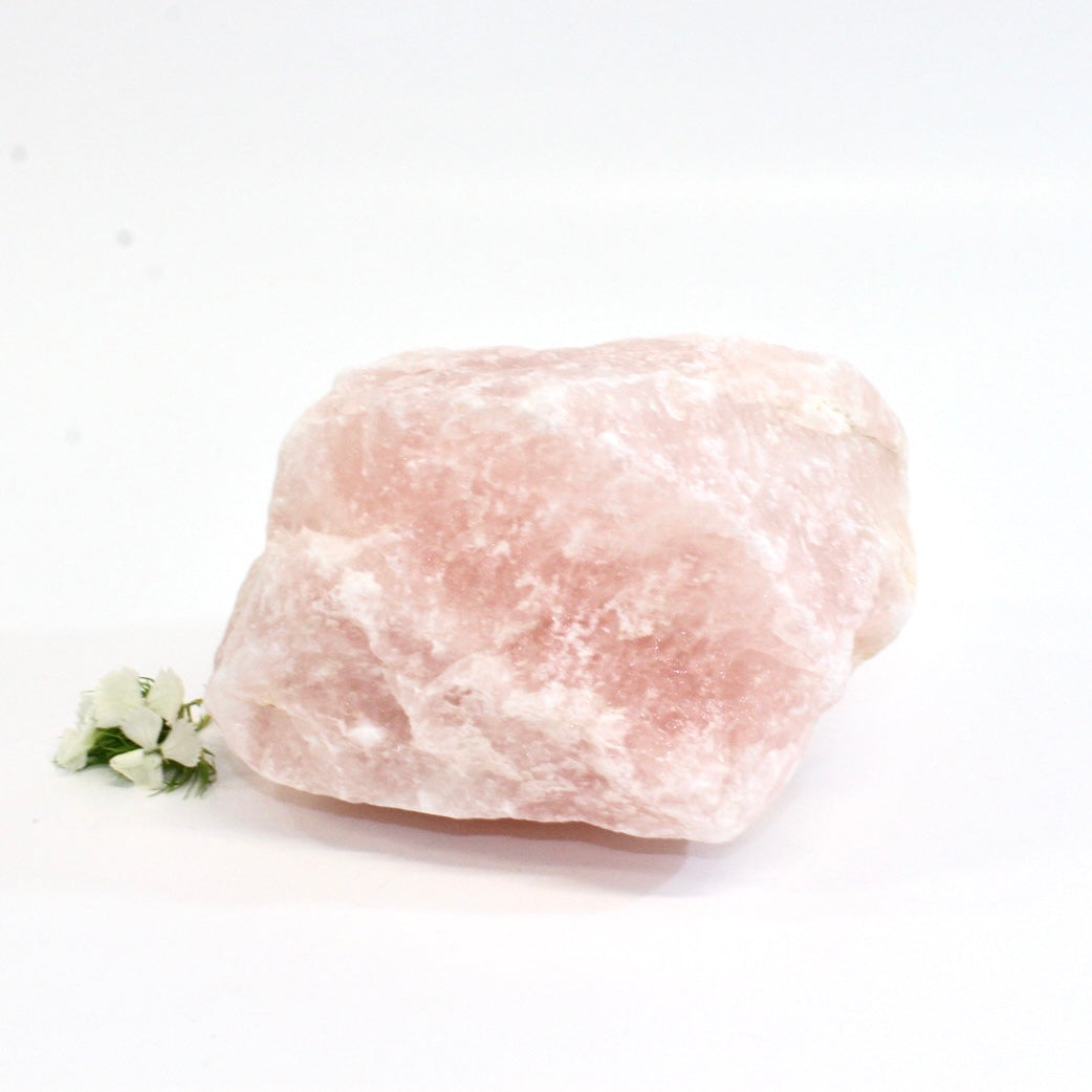 Large rose quartz crystal chunk 1.63kg | ASH&STONE Crystals Shop Auckland NZ