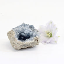 Load image into Gallery viewer, Celestite crystal cluster | ASH&amp;STONE Crystals Shop Auckland NZ
