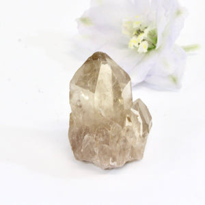 Kundalini Natural Citrine Crystal Clustered Point | ASH&STONE Crystals Shop Auckland NZ