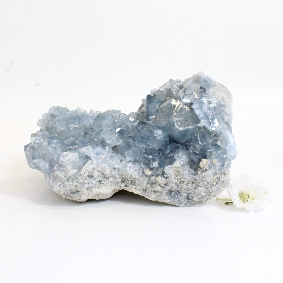 Large celestite crystal cluster 4.64kg | ASH&STONE Crystals Shop Auckland NZ