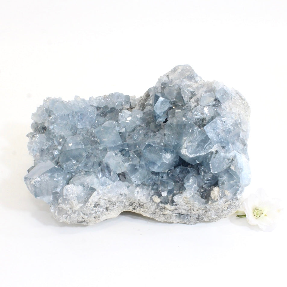 Large celestite crystal cluster 4.64kg | ASH&STONE Crystals Shop Auckland NZ