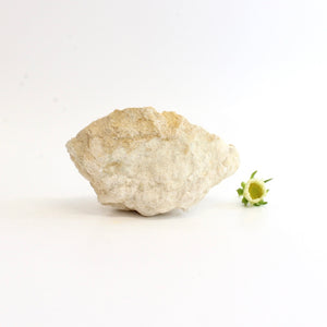 Clear quartz crystal geode half | ASH&STONE Crystals Shop Auckland NZ