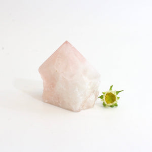 Rose quartz crystal point | ASH&STONE Crystals Shop Auckland NZ