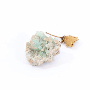 Green aragonite crystal cluster | ASH&STONE Crystals Shop Auckland NZ