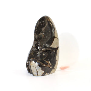Large black septarian crystal cut base 1.98kg | ASH&STONE Crystals Shop Auckland NZ