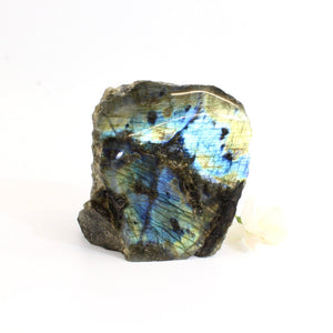 Blue flash labradorite crystal cut base 1.06kg | ASH&STONE Crystals Shop Auckland NZ