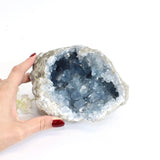Large celestite crystal geode - 2.89kg | ASH&STONE Crystals Shop Auckland NZ