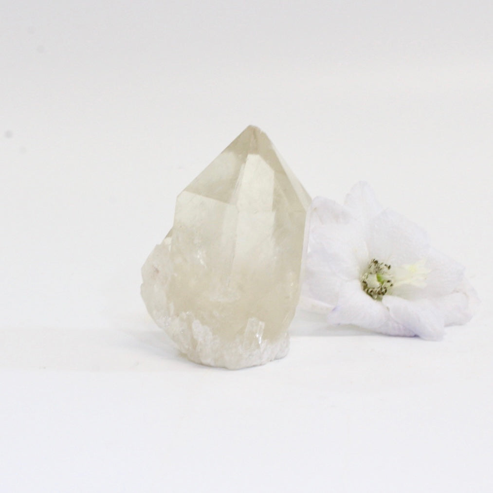 Kundalini Natural Citrine Crystal Clustered Point - rare | ASH&STONE Crystals Shop Auckland NZ