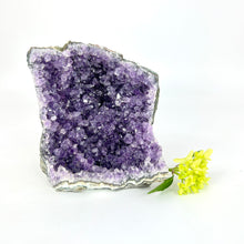Load image into Gallery viewer, Crystals NZ: Amethyst crystal cluster cut base
