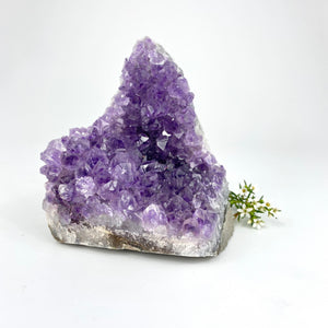 Crystals NZ: Amethyst crystal cluster
