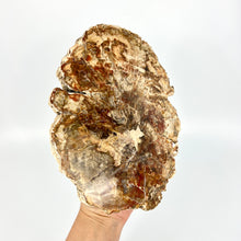 Load image into Gallery viewer, Interior Design Homewares NZ:Interior design element: petrified wood 1.6kg
