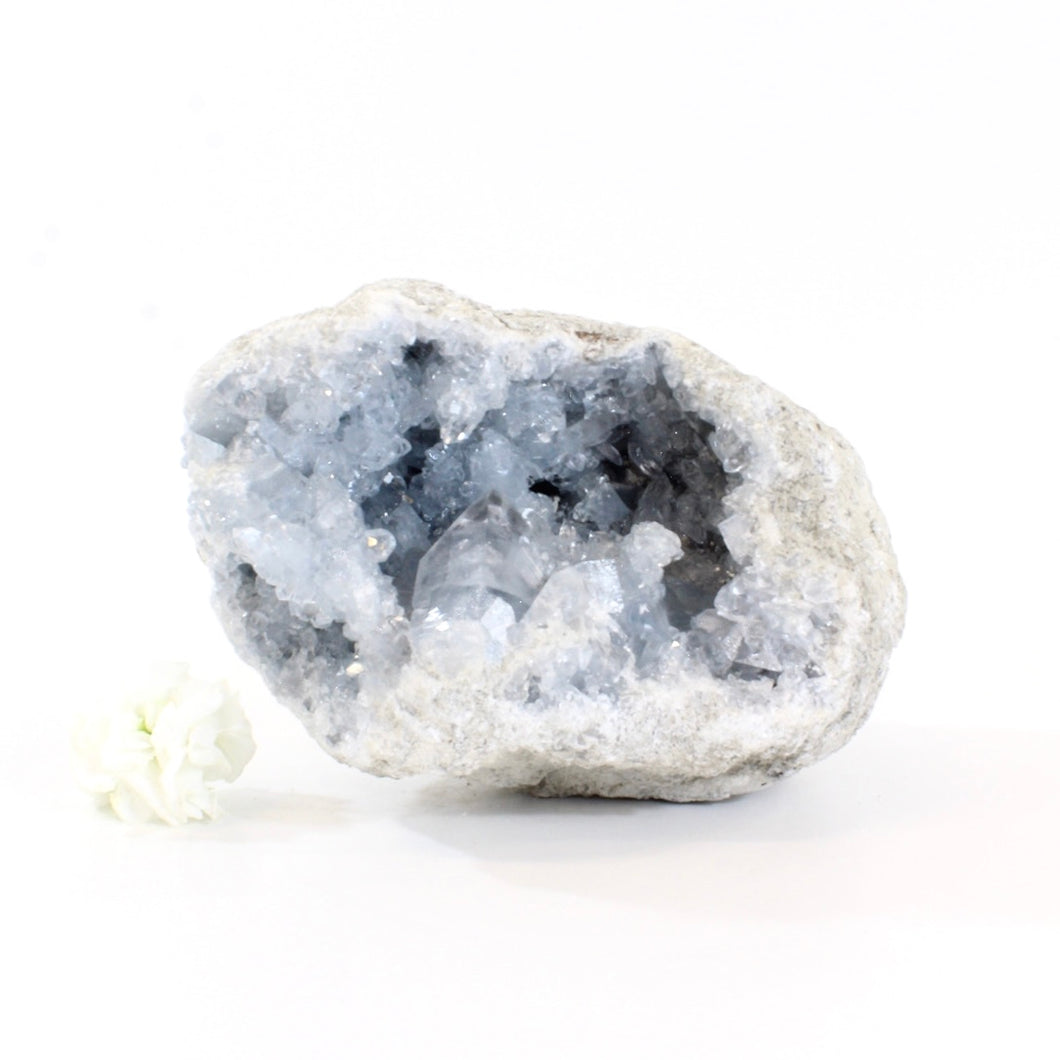 Large celestite crystal geode - 3.87kg | ASH&STONE Crystals Shop Auckland NZ