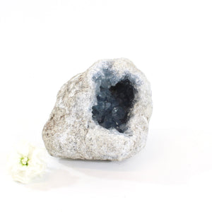Large celestite crystal geode - 2.05kg | ASH&STONE Crystals Shop Auckland NZ