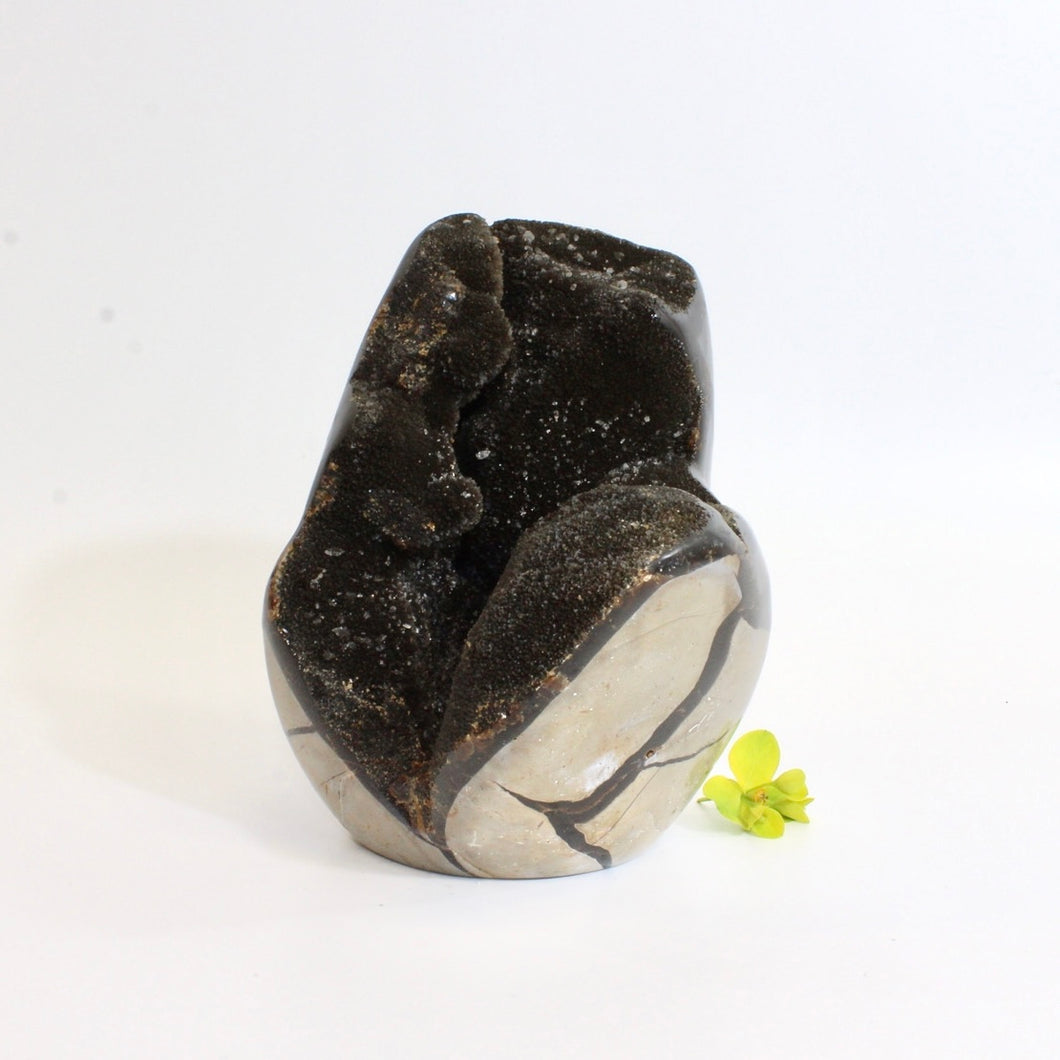 Large black septarian crystal cut base 2.42kg | ASH&STONE Crystals Shop NZ