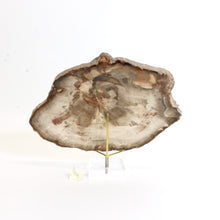 Load image into Gallery viewer, Large petrified wood 1.52kg with stand | ASH&amp;STONE Auckland NZ
