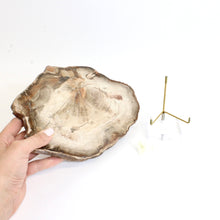 Load image into Gallery viewer, Large petrified wood 1.52kg with stand | ASH&amp;STONE Auckland NZ
