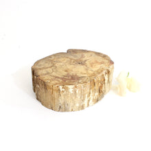 Load image into Gallery viewer, Petrified wood 770gm | ASH&amp;STONE Auckland NZ
