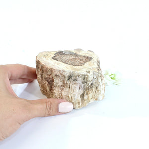 Petrified wood 518gm | ASH&STONE Auckland NZ