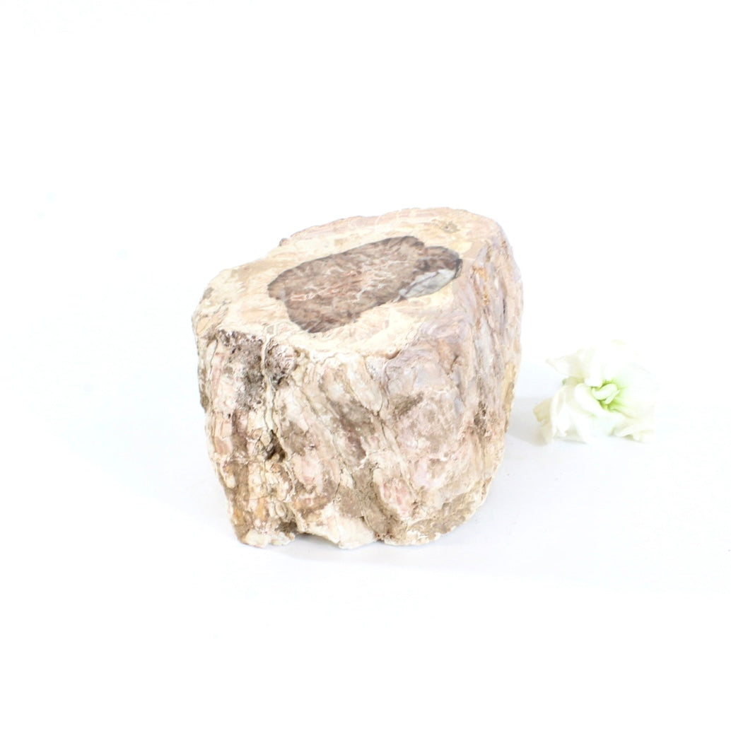 Petrified wood 518gm | ASH&STONE Auckland NZ