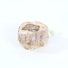 Load image into Gallery viewer, Petrified wood 518gm | ASH&amp;STONE Auckland NZ
