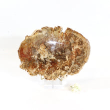 Load image into Gallery viewer, Large petrified wood 1.81kg with stand | ASH&amp;STONE Crystals Shop Auckland NZ
