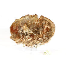 Load image into Gallery viewer, Large petrified wood 1.81kg with stand | ASH&amp;STONE Crystals Shop Auckland NZ
