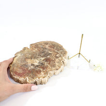 Load image into Gallery viewer, Large petrified wood 1.81kg with stand | ASH&amp;STONE Crystals Shop Auckland NZ
